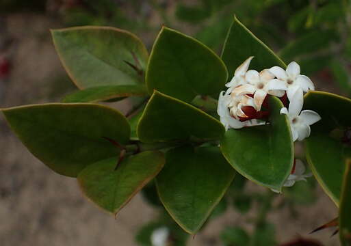 Image of Carissa bispinosa var. bispinosa