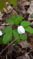 Слика од Anemone lancifolia Pursh