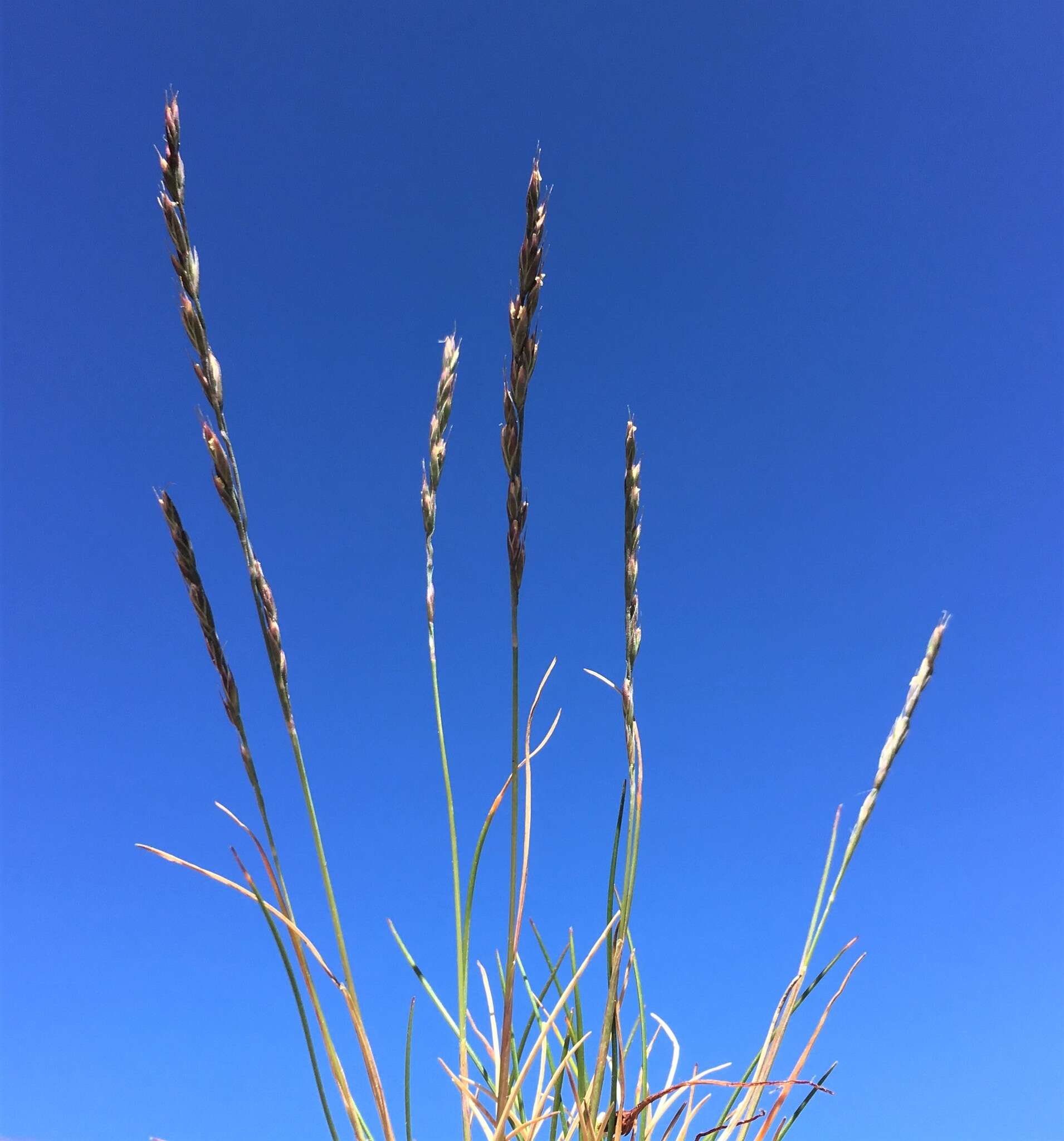 Image of Sheep's Fescue