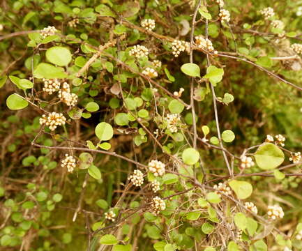 Image of Ozothamnus glomeratus Hook. fil.