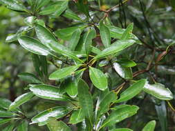 Image de Lithocarpus edulis (Makino) Nakai