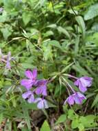 Imagem de Phlox glaberrima subsp. triflora (Michx.) Wherry