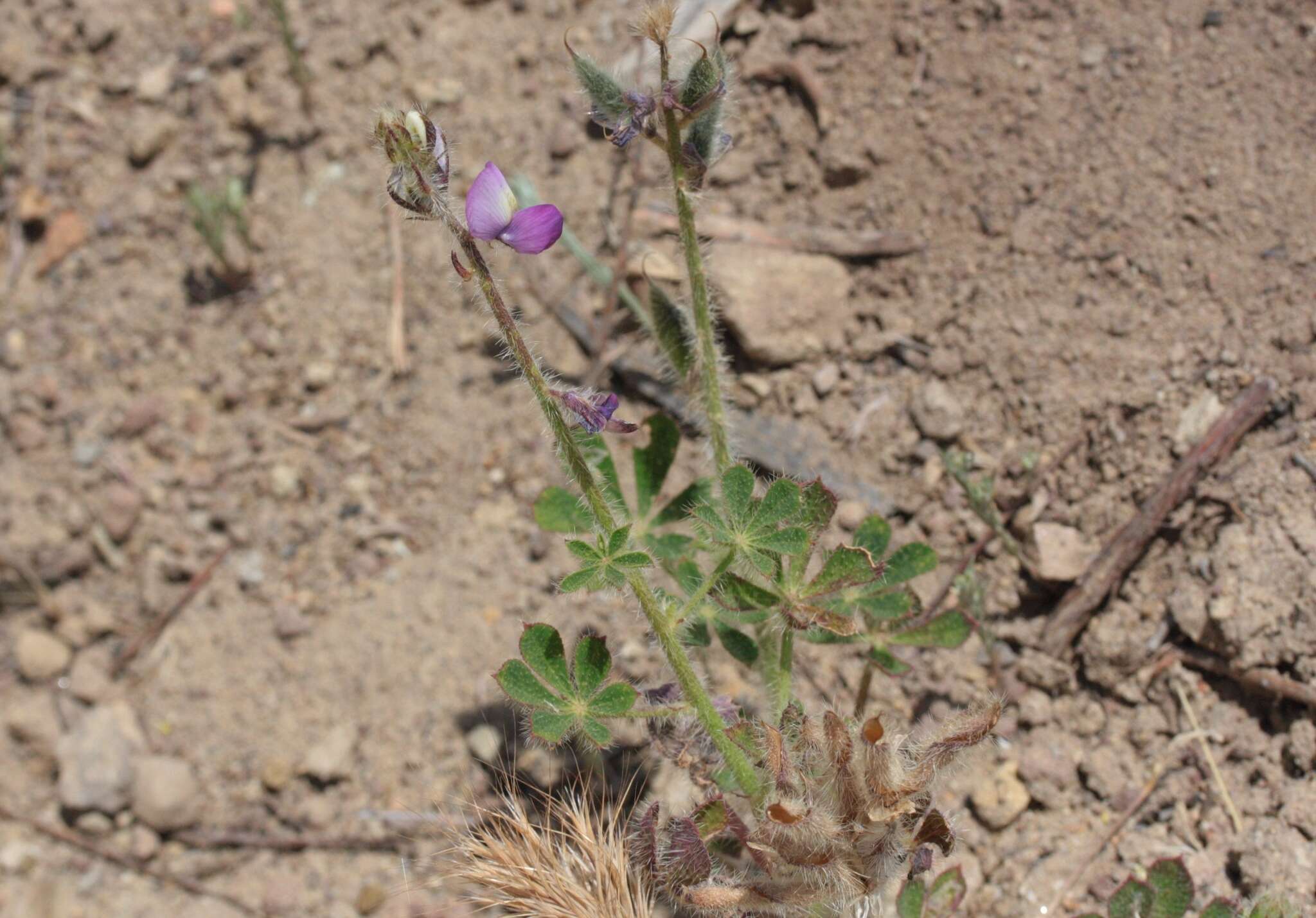 Plancia ëd Lupinus hirsutissimus Benth.