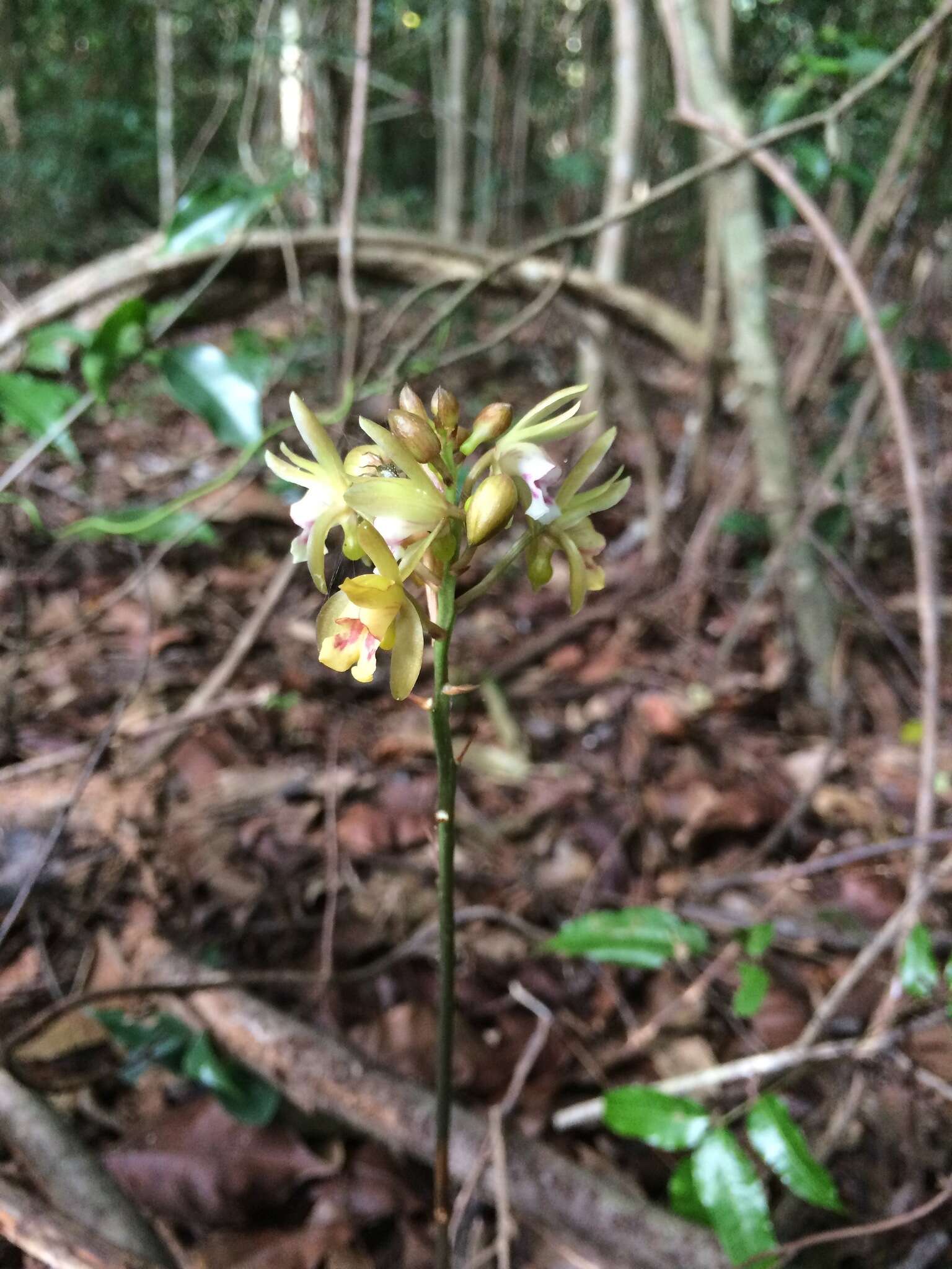 Plancia ëd Oeceoclades maculata (Lindl.) Lindl.