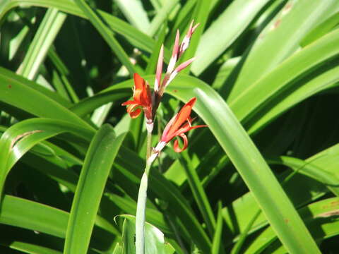 Image of Canna indica L.