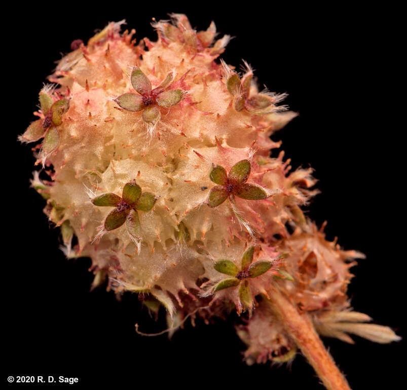 Image of Acaena caespitosa Gilli