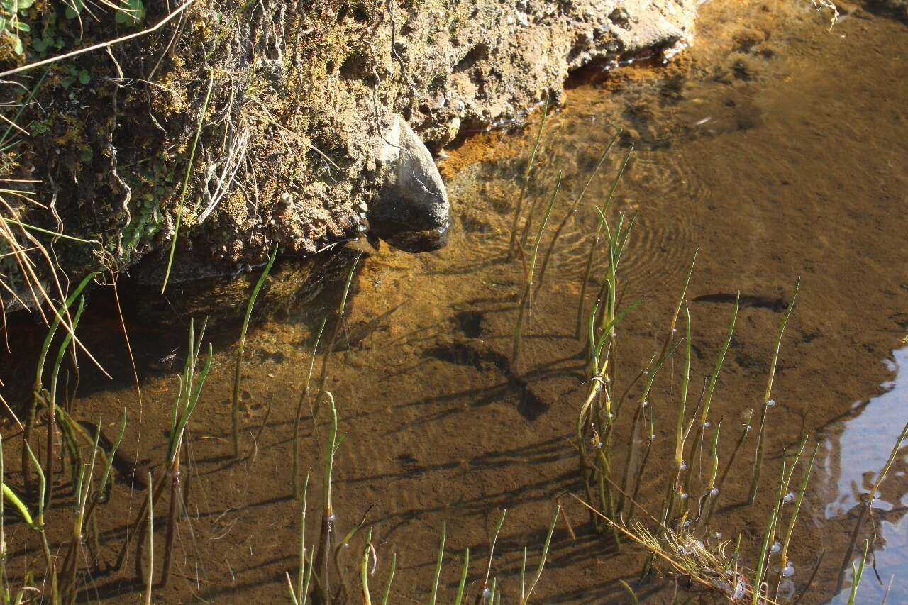 Image of Ambystoma rivulare (Taylor 1940)