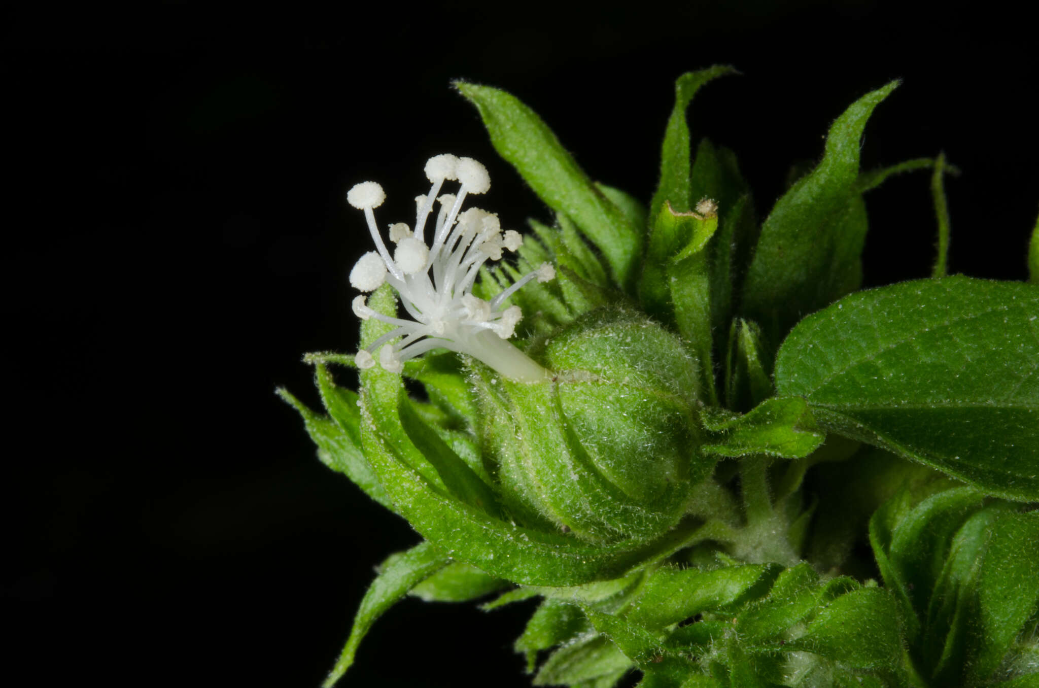 Слика од Perrierophytum glomeratum Hochr.