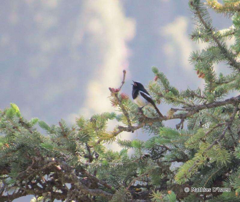 Image of Blue-capped Redstart