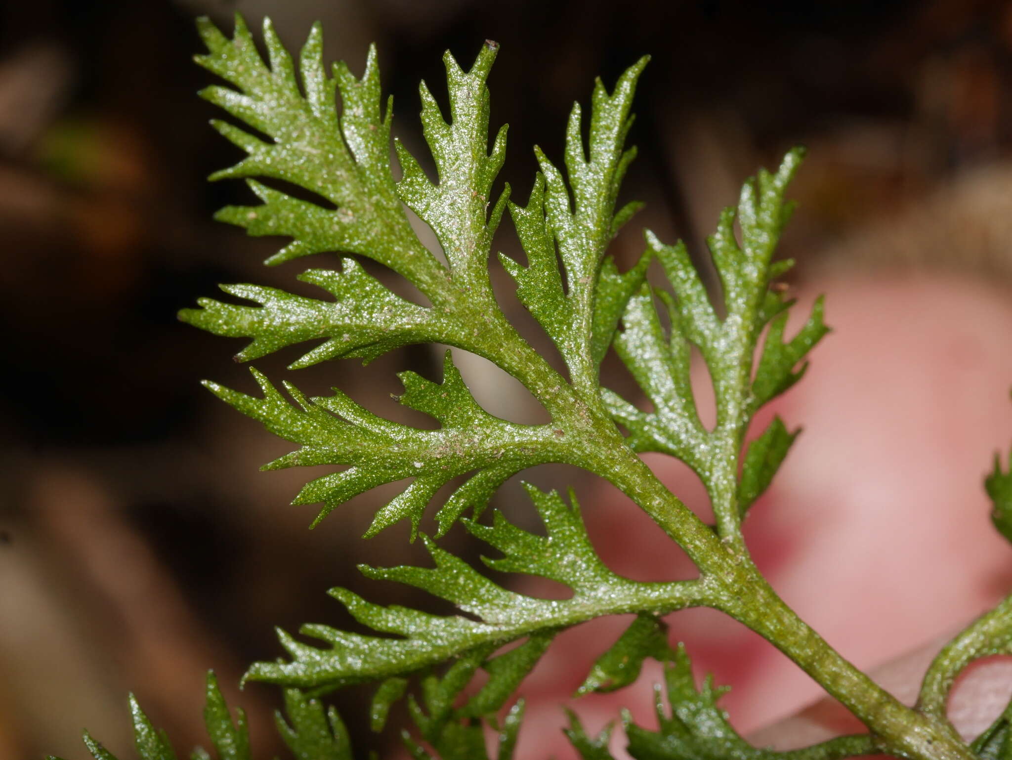 Слика од Sceptridium biforme Lyon