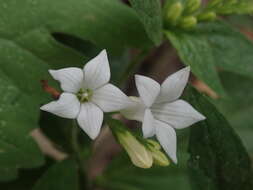 Image de Spigelia scabra Cham. & Schltdl.