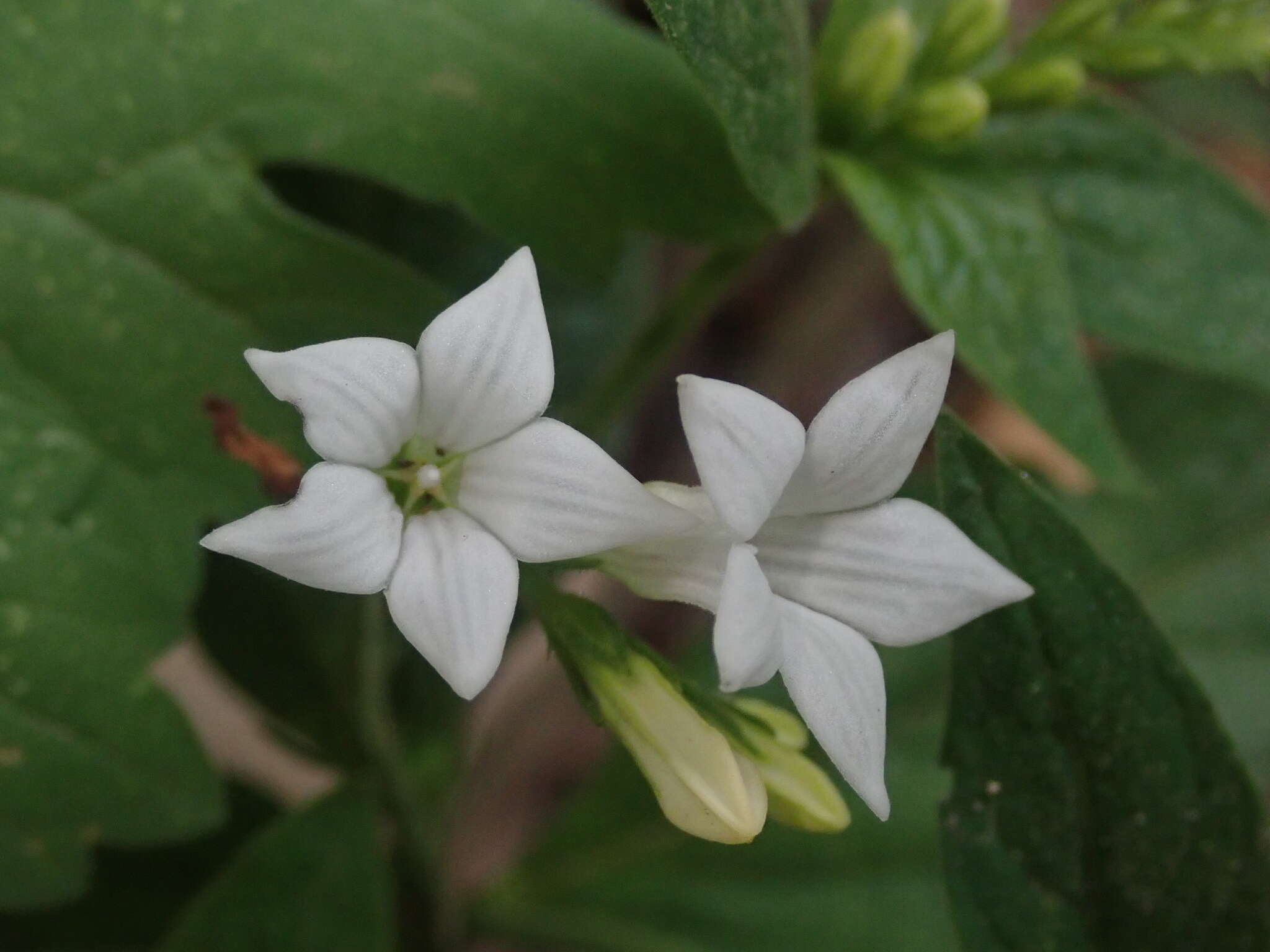 Imagem de Spigelia scabra Cham. & Schltdl.