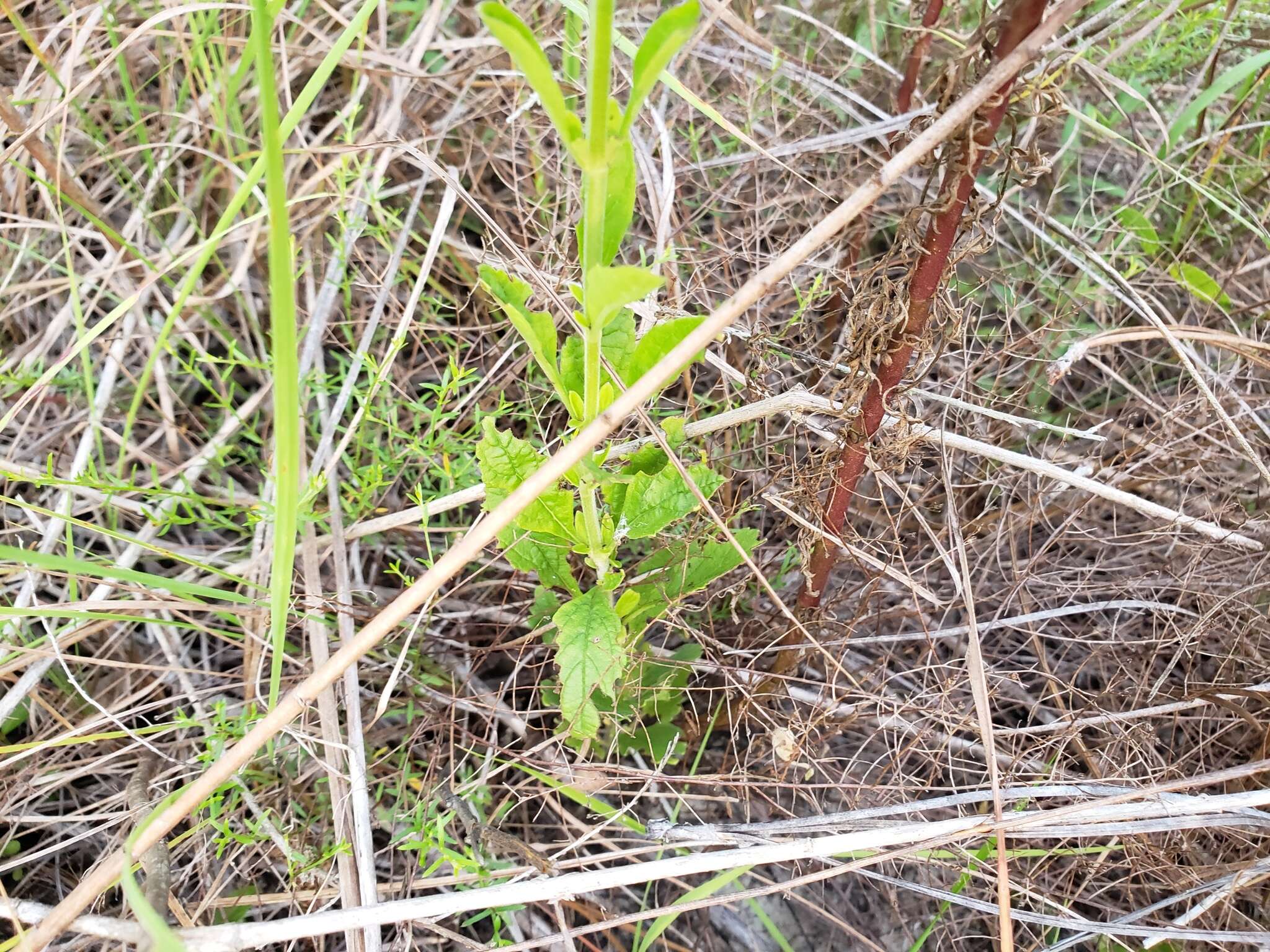 Image de Scutellaria arenicola Small