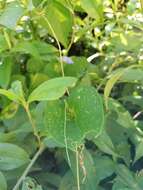 Image of Ipomoea dumosa (Benth.) L. O. Wms.