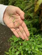 Image of Nodding False Semaphore Grass