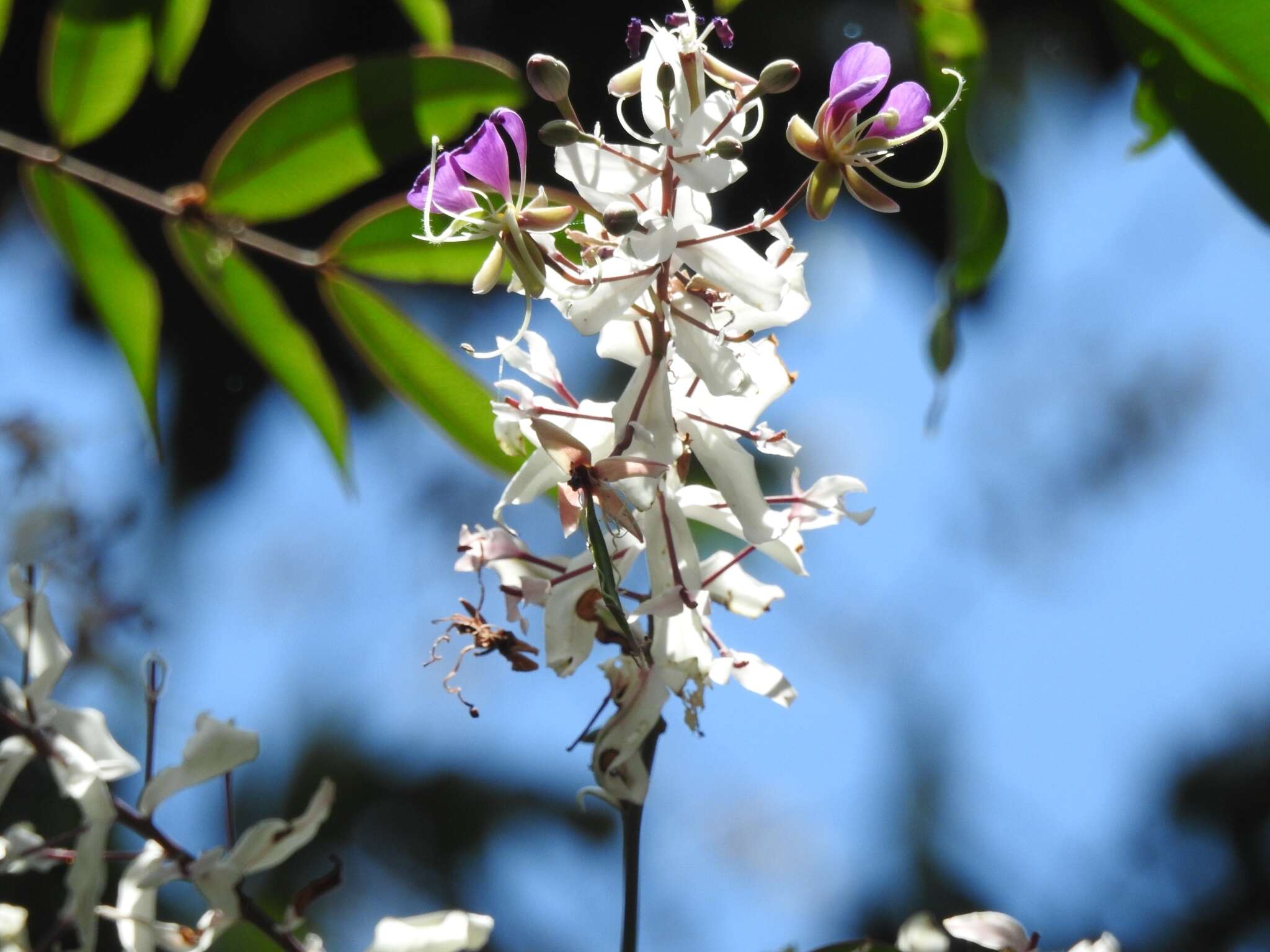 Image of Lysidice rhodostegia Hance