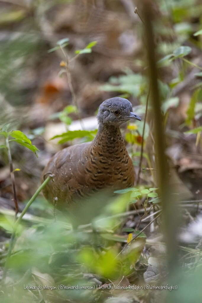 Image of Brown Tinamou