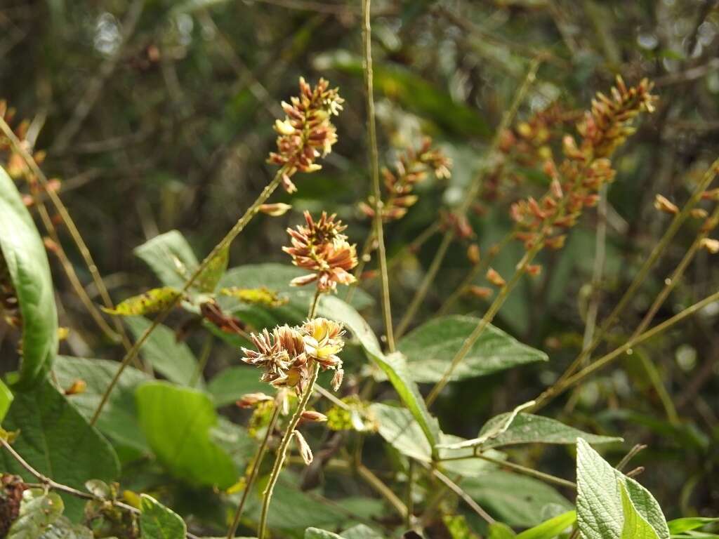 Image of Rhynchosia longeracemosa M. Martens & Galeotti