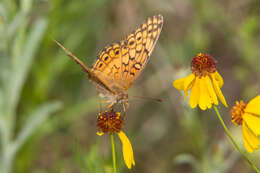 Image of Variegated Fritillary