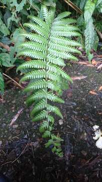 Pseudocyclosorus esquirolii (C. Chr.) Ching resmi