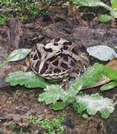 Image of Chacoan Horned Frog