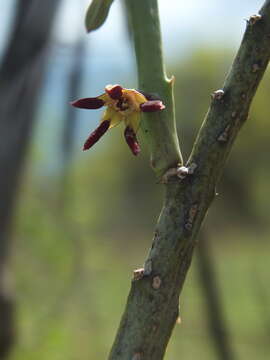 Image of Caralluma adscendens var. bicolor