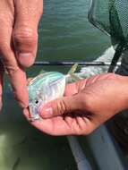 Image of Atlantic Moonfish