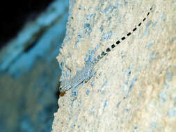 Image of Oman Rock Gecko