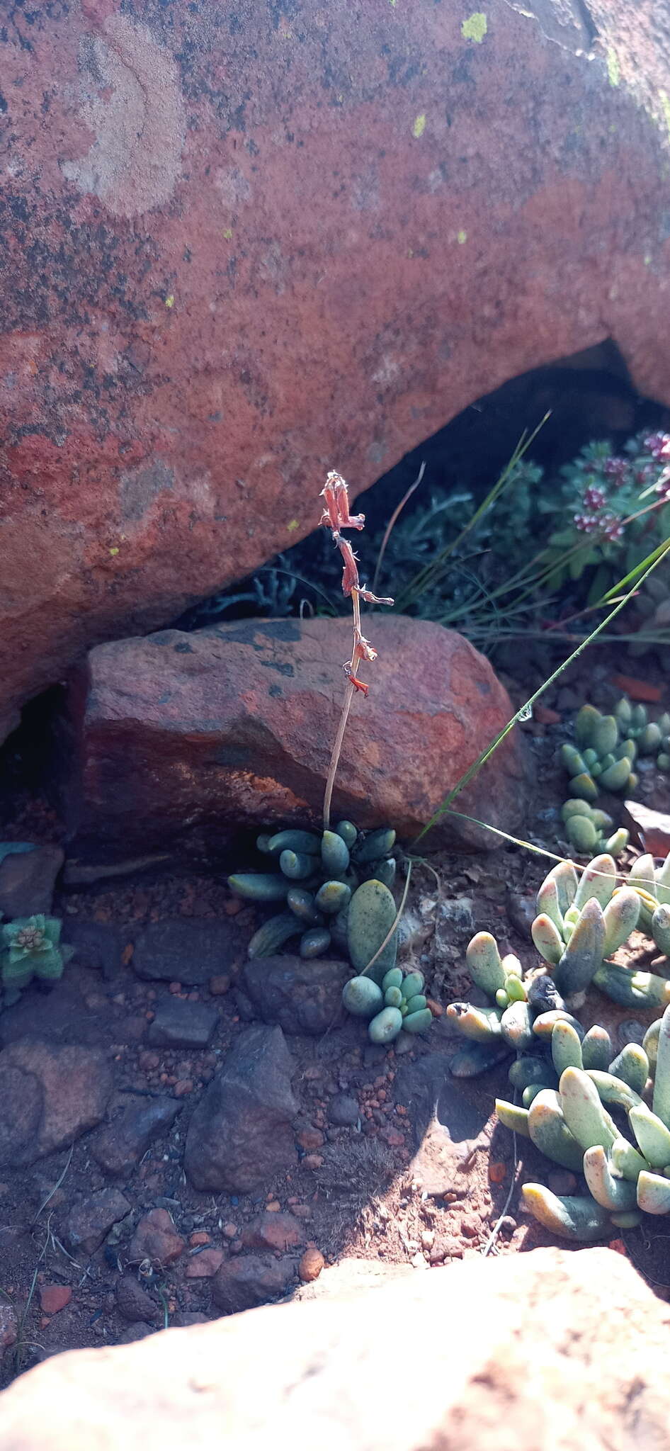 Image of Adromischus umbraticola C. A. Smith