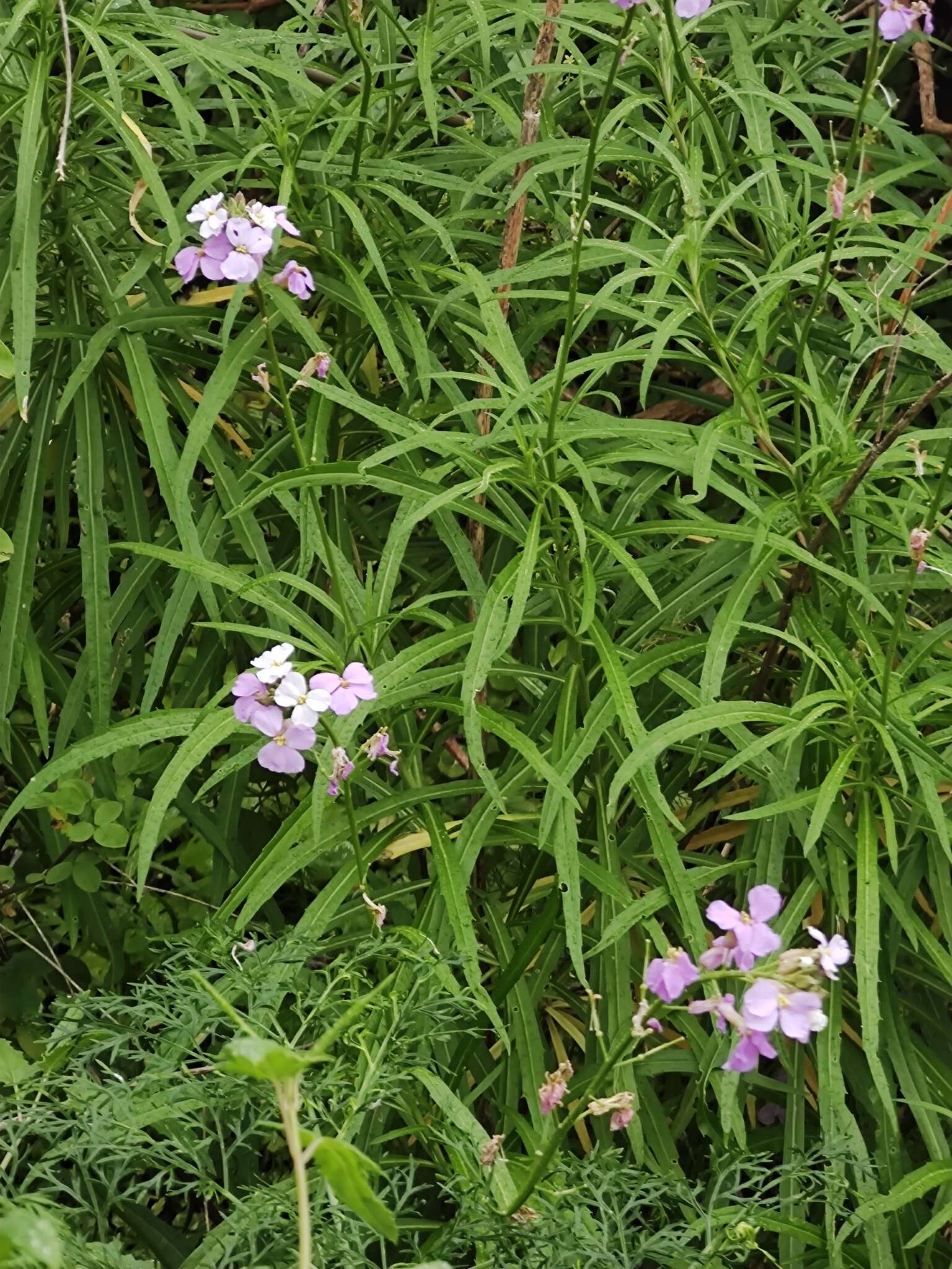 Image of Bowles perennial wallflower