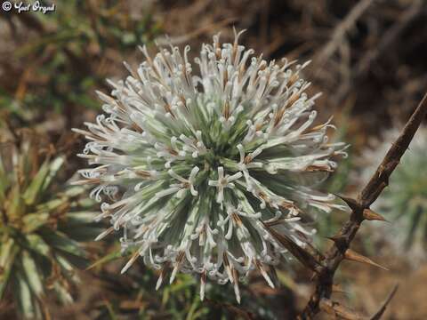 Image of Echinops philistaeus Feinbr. & Zohary