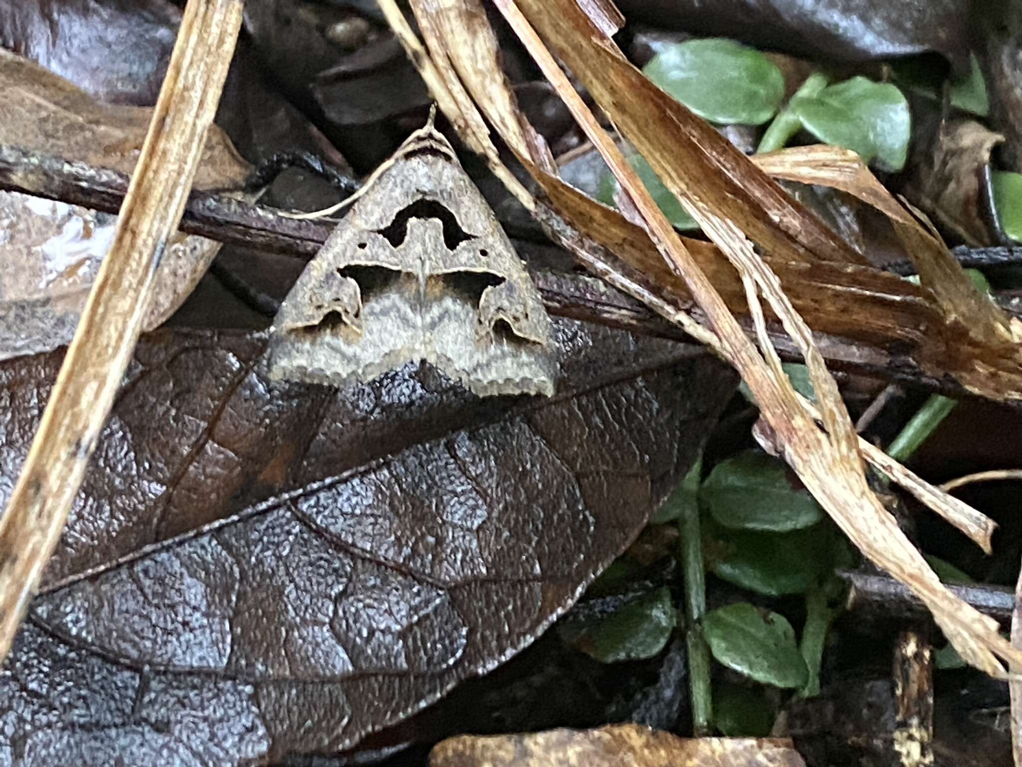 Image of Tephriopis divulsa Walker 1865