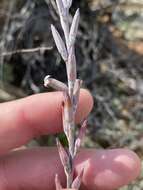 Image of Adromischus cristatus (Haw.) Lem.