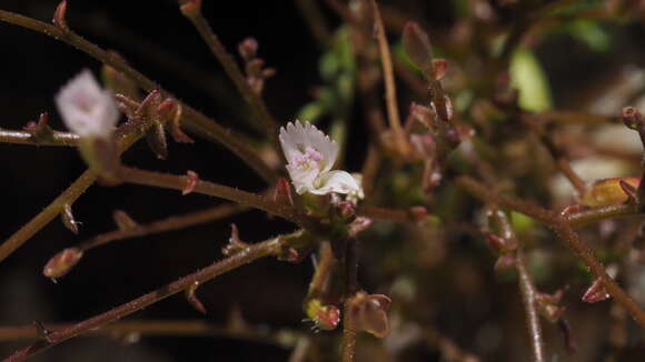 Image de Lygodesmia exigua (A. Gray) A. Gray