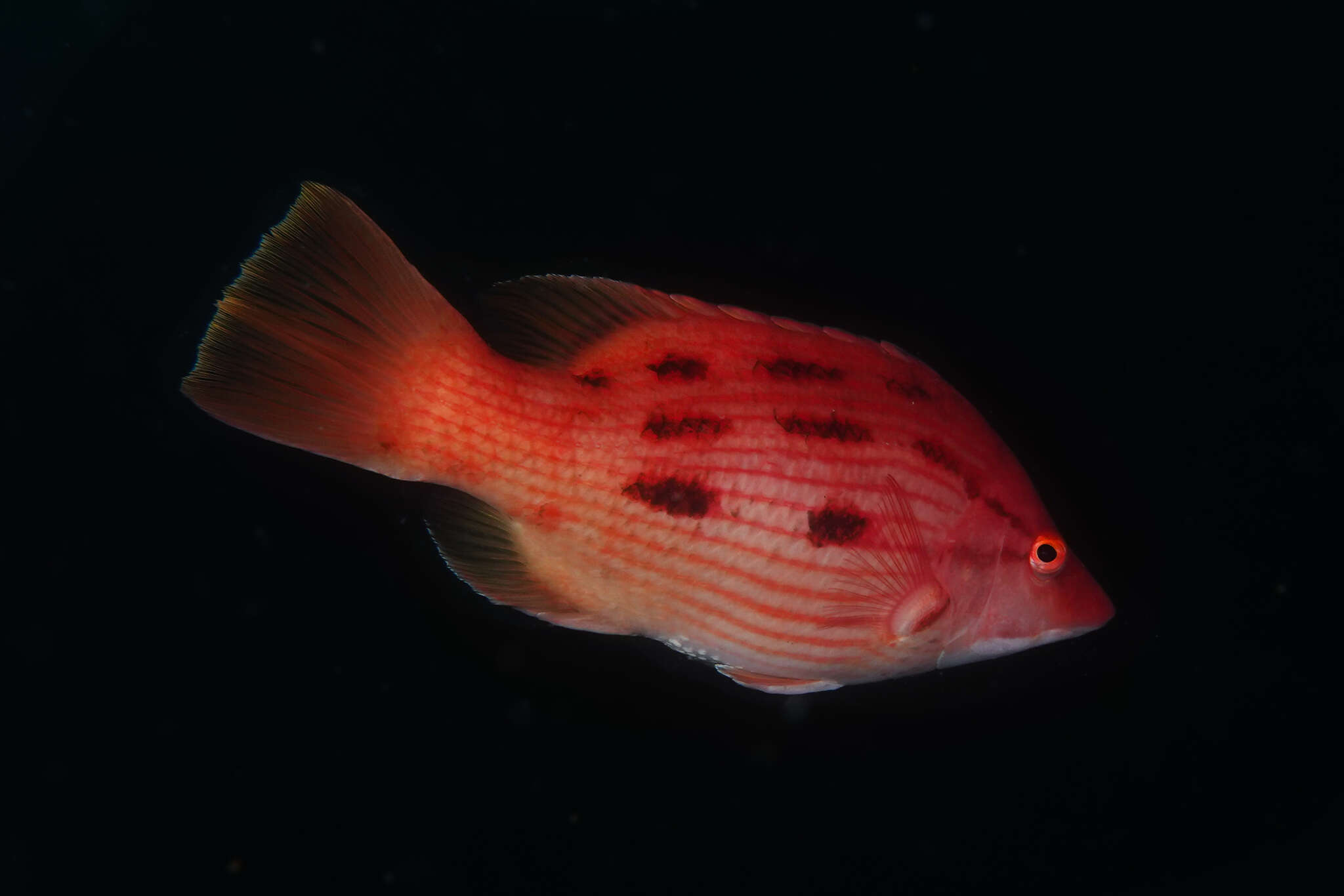 Bodianus unimaculatus (Günther 1862) resmi