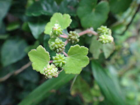 Imagem de Hydrocotyle nepalensis Hook.