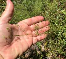 Image of Baldwin's nailwort