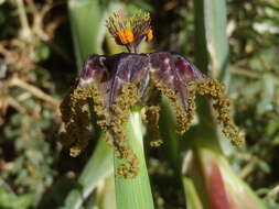 صورة Ferraria crispa Burm.