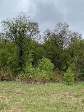 Image of Japanese elm