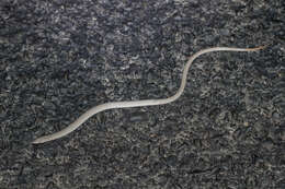 Image of Burton's Legless Lizard