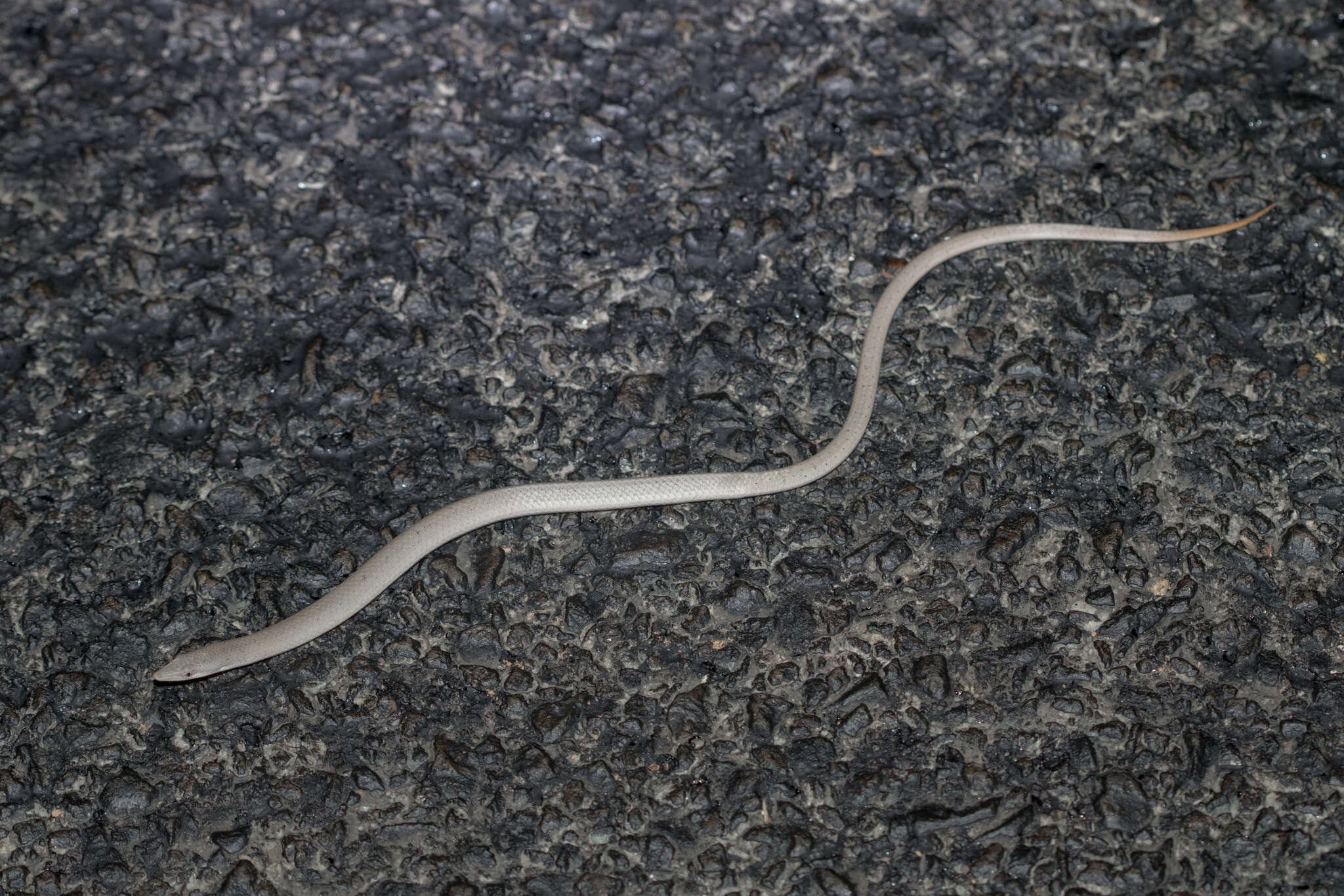 Image of Burton's Legless Lizard