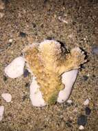 Image of cauliflower coral