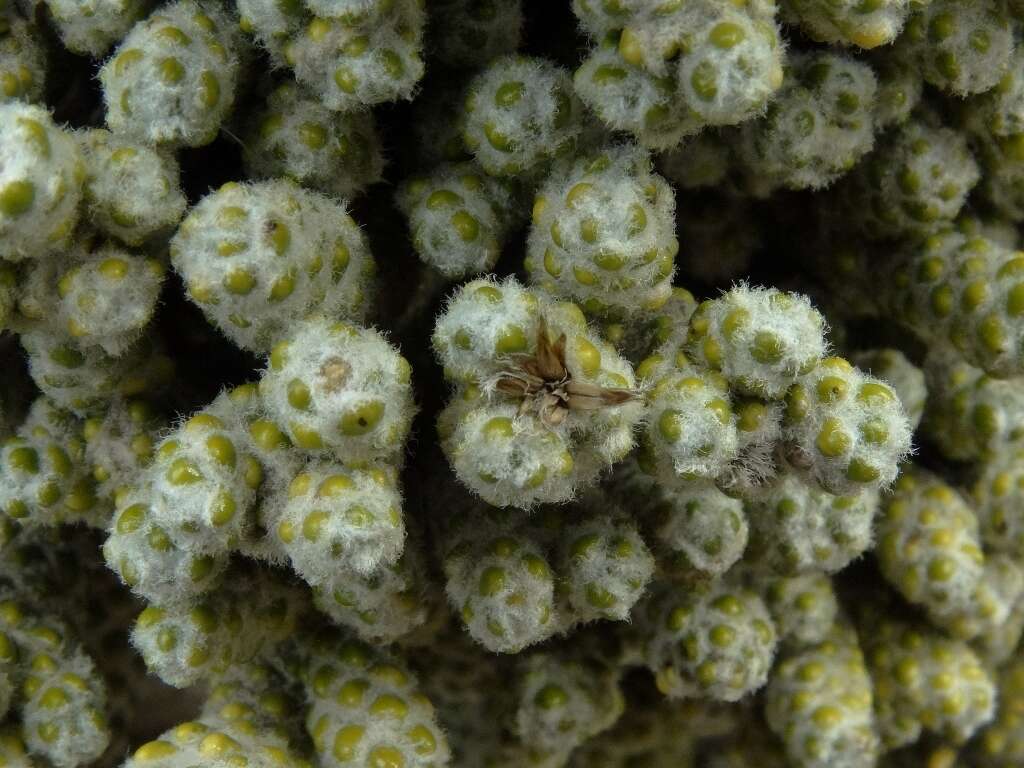 Image of Ozothamnus coralloides Hook. fil.