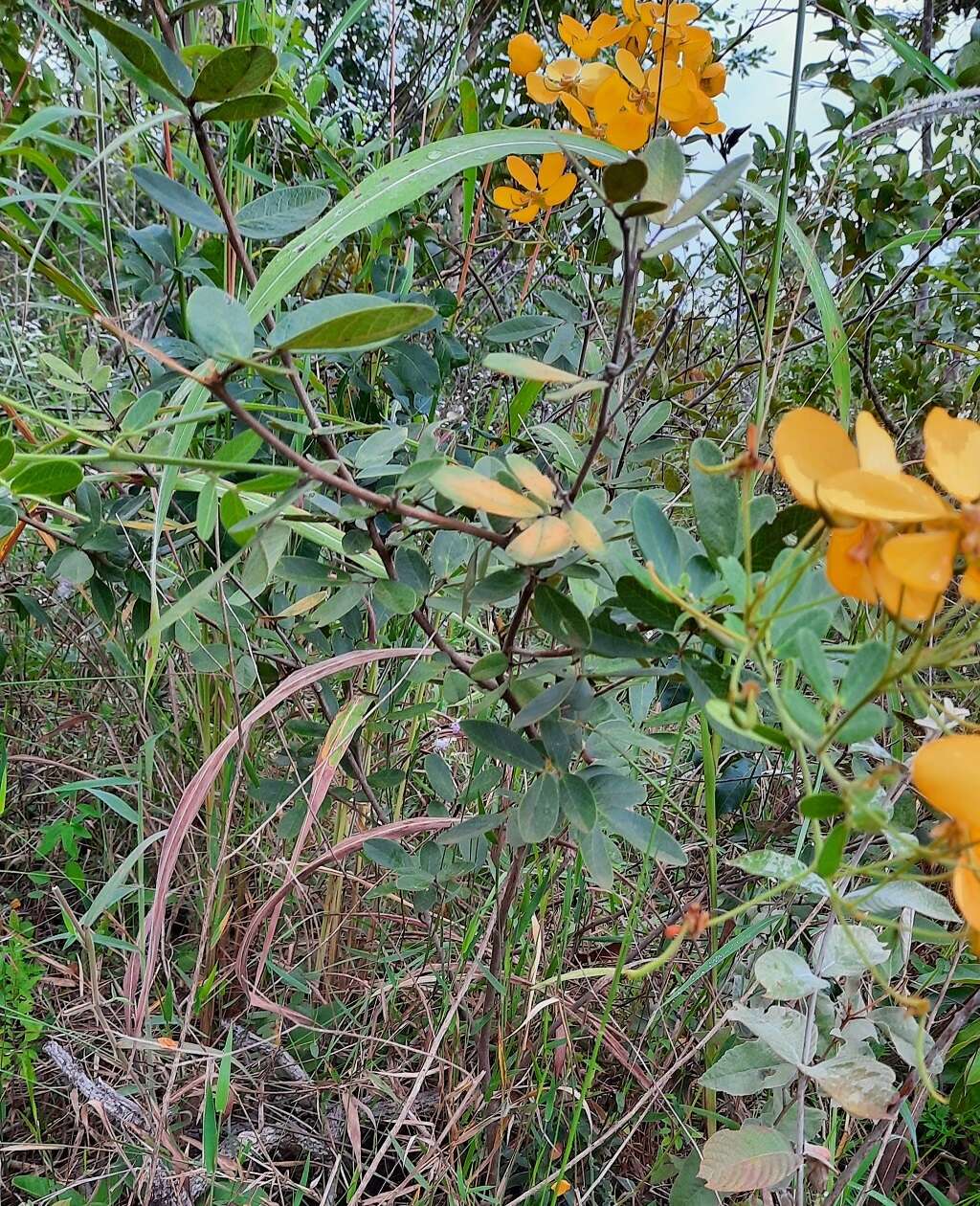 Sivun Senna rugosa (G. Don) H. S. Irwin & Barneby kuva