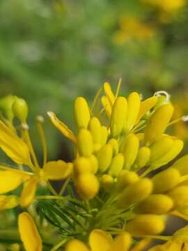 Image of Northern Stinkweed