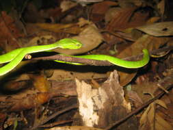 Image of Hagen’s pitviper