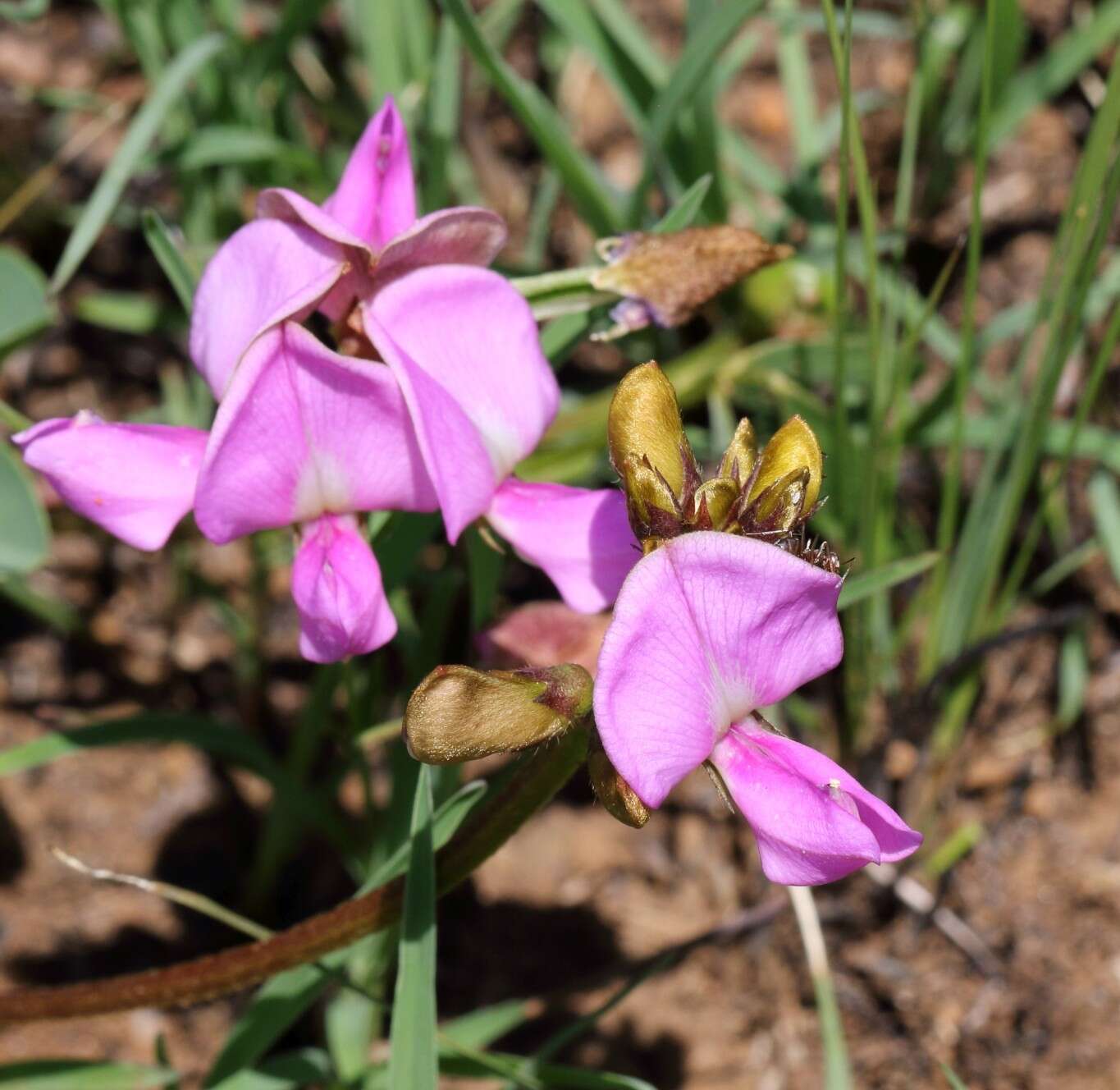 Tephrosia macropoda (E. Mey.) Harv.的圖片