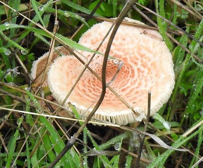 Image of Lepiota subincarnata J. E. Lange 1940