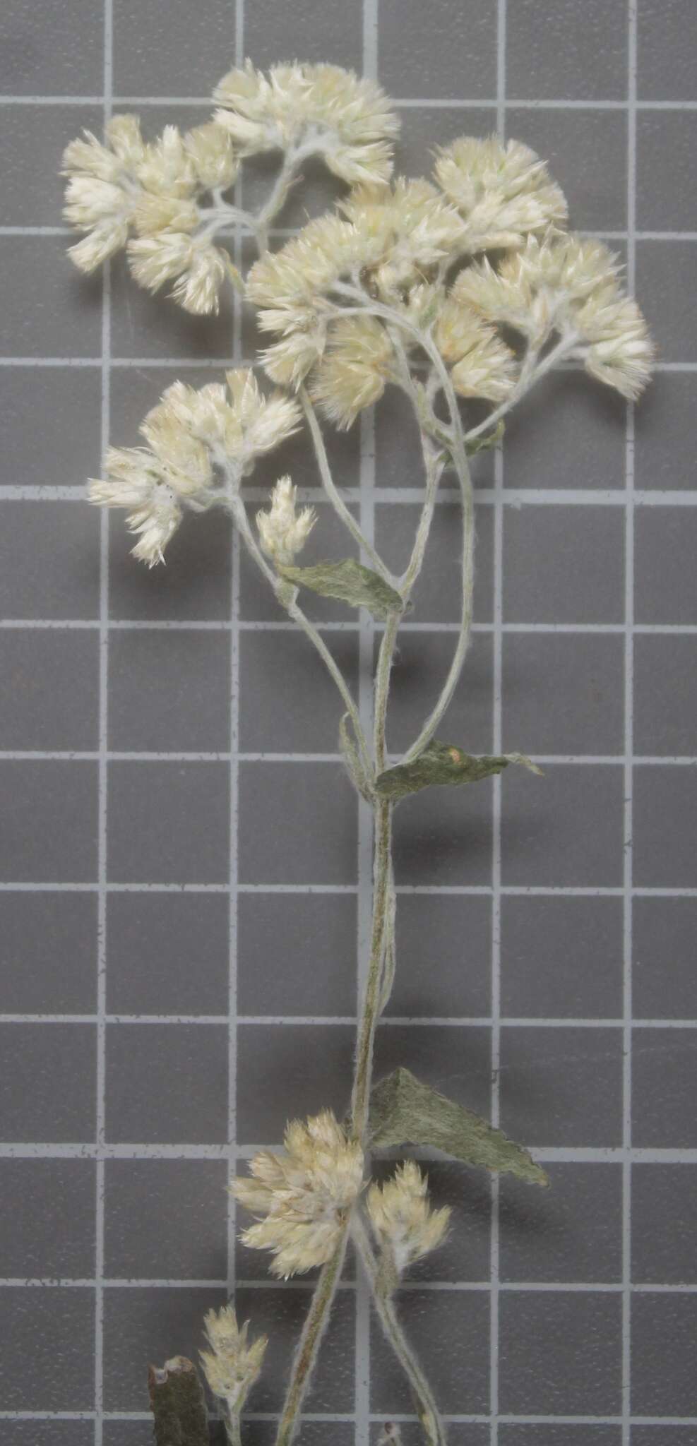 صورة Pseudognaphalium inornatum (DC.) A. A. Anderberg