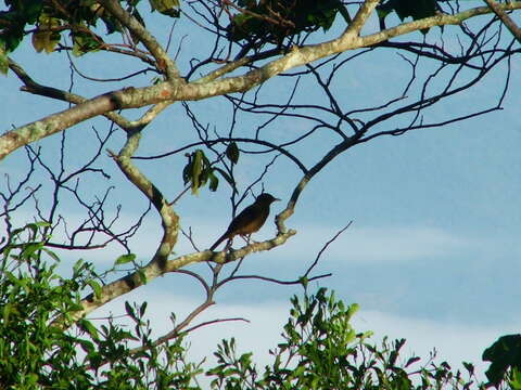 Imagem de Turdus grayi Bonaparte 1838